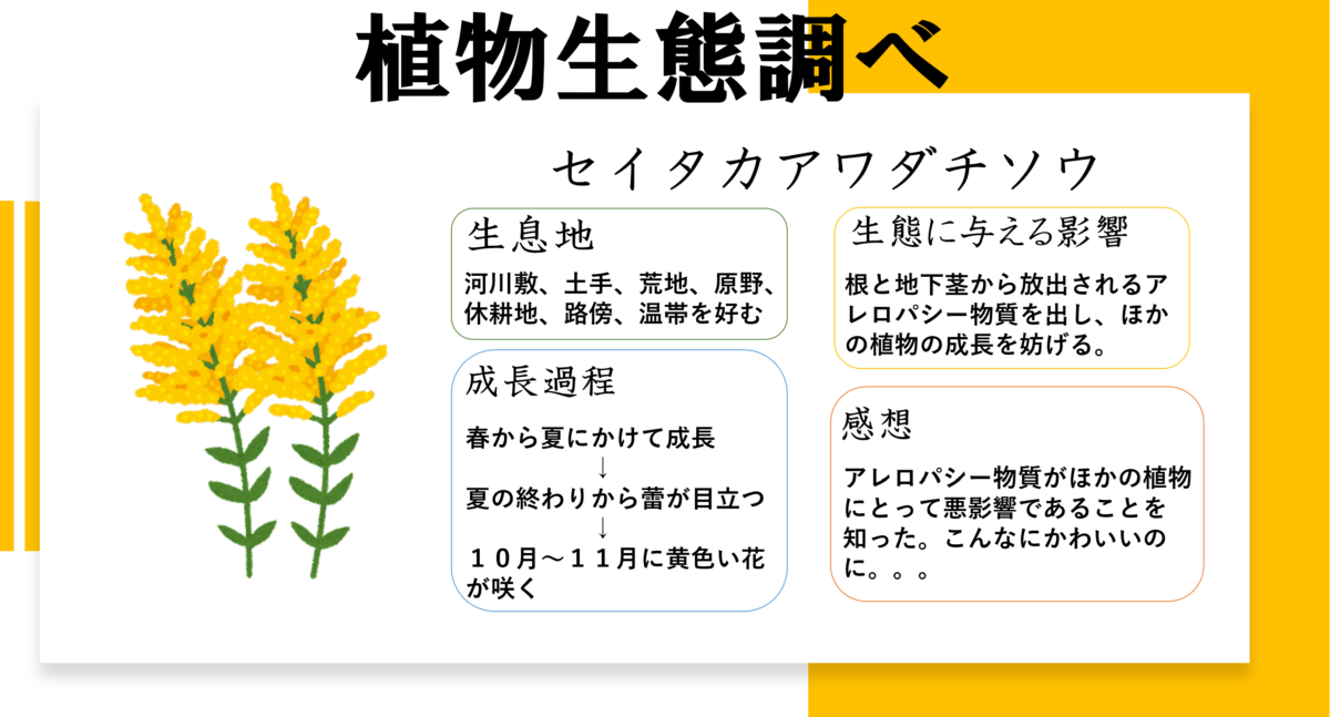 小6向けすごい先生に褒められる自学ネタ-理科植物生態調べ